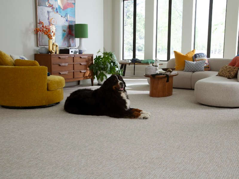 Dog on pet-friendly Karastan SmartStrand Carpet Floor